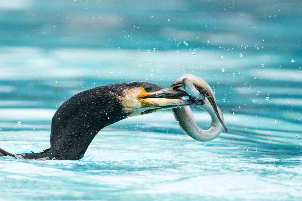 Un cormoran qui avale péniblement une anguille