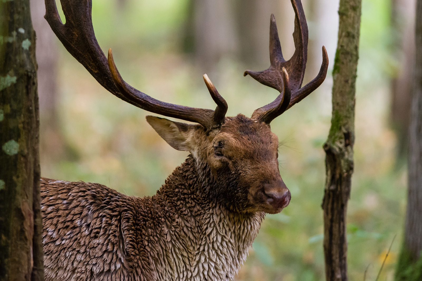Le daim, roi de la forêt de l'Illwald